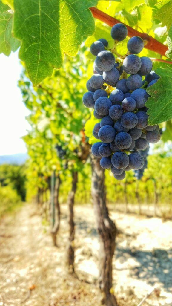 Grapes on the vine in a Tuscan vineyard